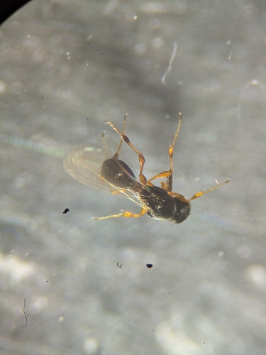 Leptacis tipulae