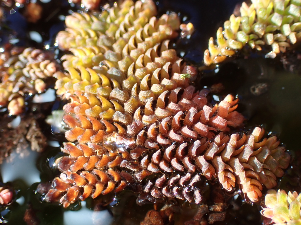 Bèo hoa dâu – Azolla pinnata