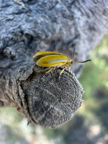 Mediterranean Tamarisk Beetle