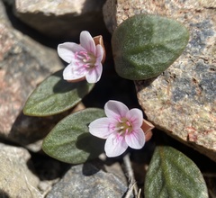 Claytonia umbellata