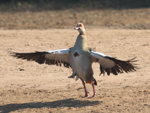 Egyptian Goose