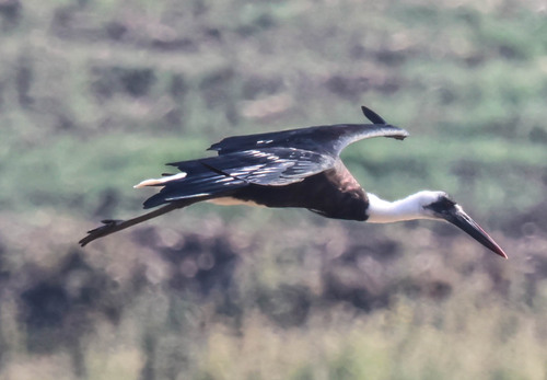 African Woolly-necked Stork