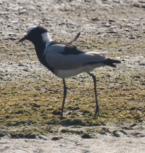 Blacksmith Lapwing