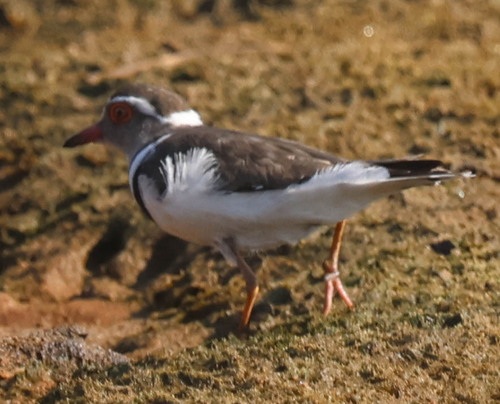 Three-banded Plover