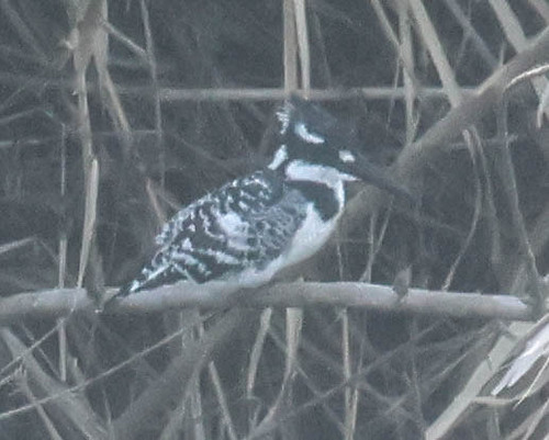 Pied Kingfisher