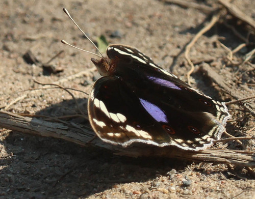 Blue-spot Pansy