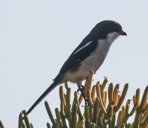 Southern Fiscal
