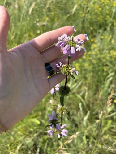 Tuberous Jerusalem sage