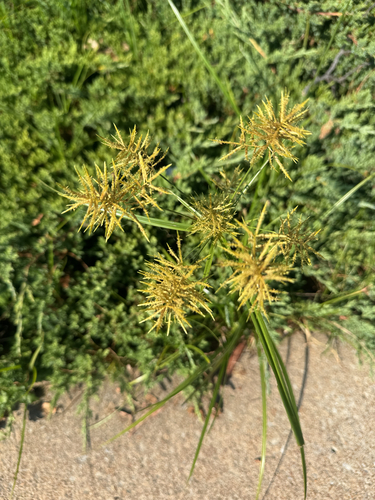 yellow nutsedge