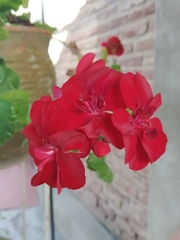 Pelargonium × hybridum