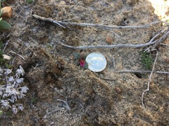 Erythranthe androsacea