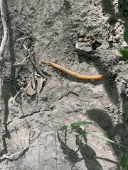 Scolopocryptops gracilis