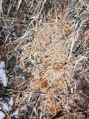 Pteridium latiusculum japonicum