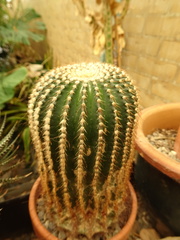 Parodia