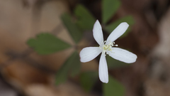 Anemonoides quinquefolia