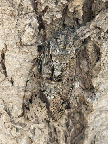 East Aegean Cicada