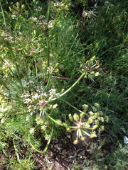 Lomatium dasycarpum