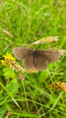 Ringlet