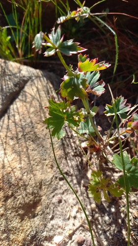 Pelargonium patulum, photograph 4