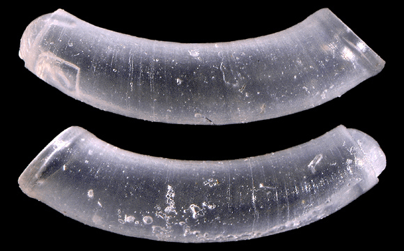 Caecum auriculatum