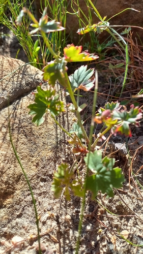Pelargonium patulum, photograph 5