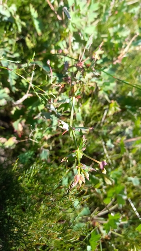 Pelargonium patulum, photograph 6