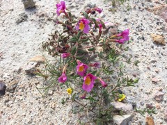 Erythranthe rhodopetra