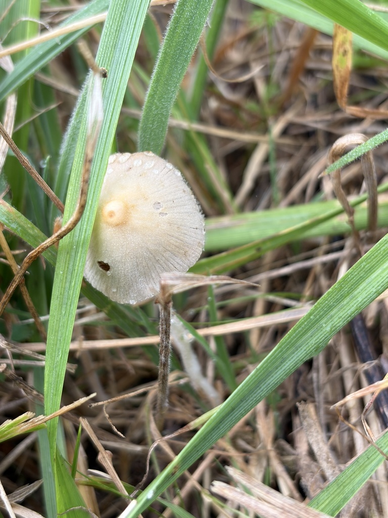 milky conecap · July 2026 · photo: Photo: (c) Julie Travaglini, some rights reserved (CC BY) · iNaturalist