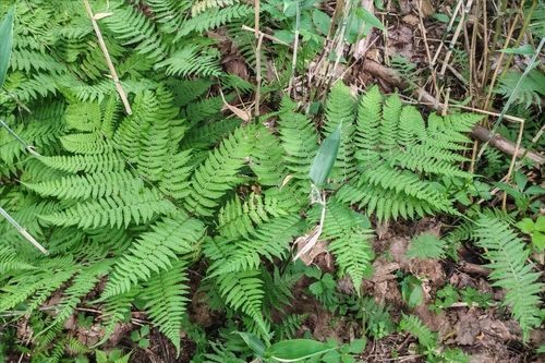 Cornopteris, 2026-07-05