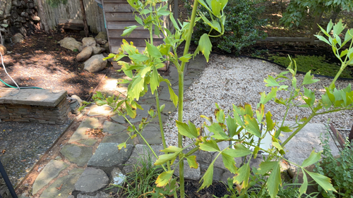 Levisticum officinale, 2026-07-08