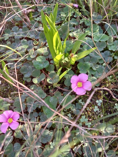 Purple woodsorrel