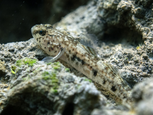 Canestrini's grondel (Pomatoschistus canestrinii) — Gobiidae — 5