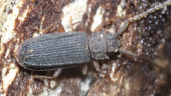 Uleiota debilis
