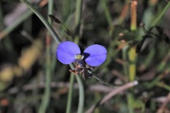 Comesperma sphaerocarpum