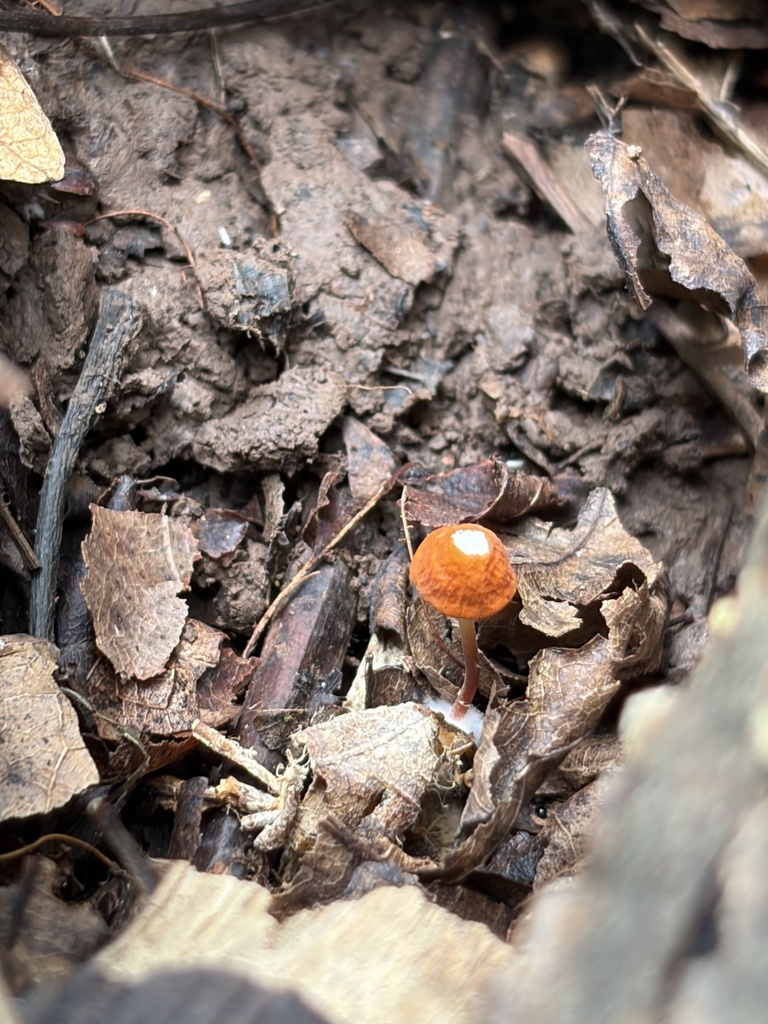 Marasmius sullivantii · July 2026 · photo: Photo: (c) Julie Travaglini, some rights reserved (CC BY) · iNaturalist