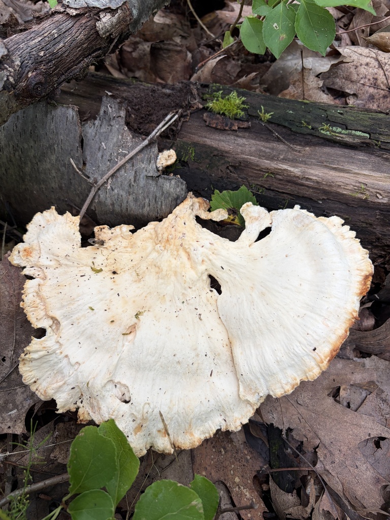 chicken of the woods · July 2026 · photo: Photo: (c) Julie Travaglini, some rights reserved (CC BY) · iNaturalist