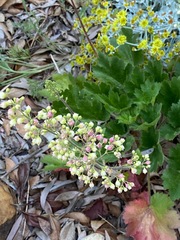 Heuchera maxima