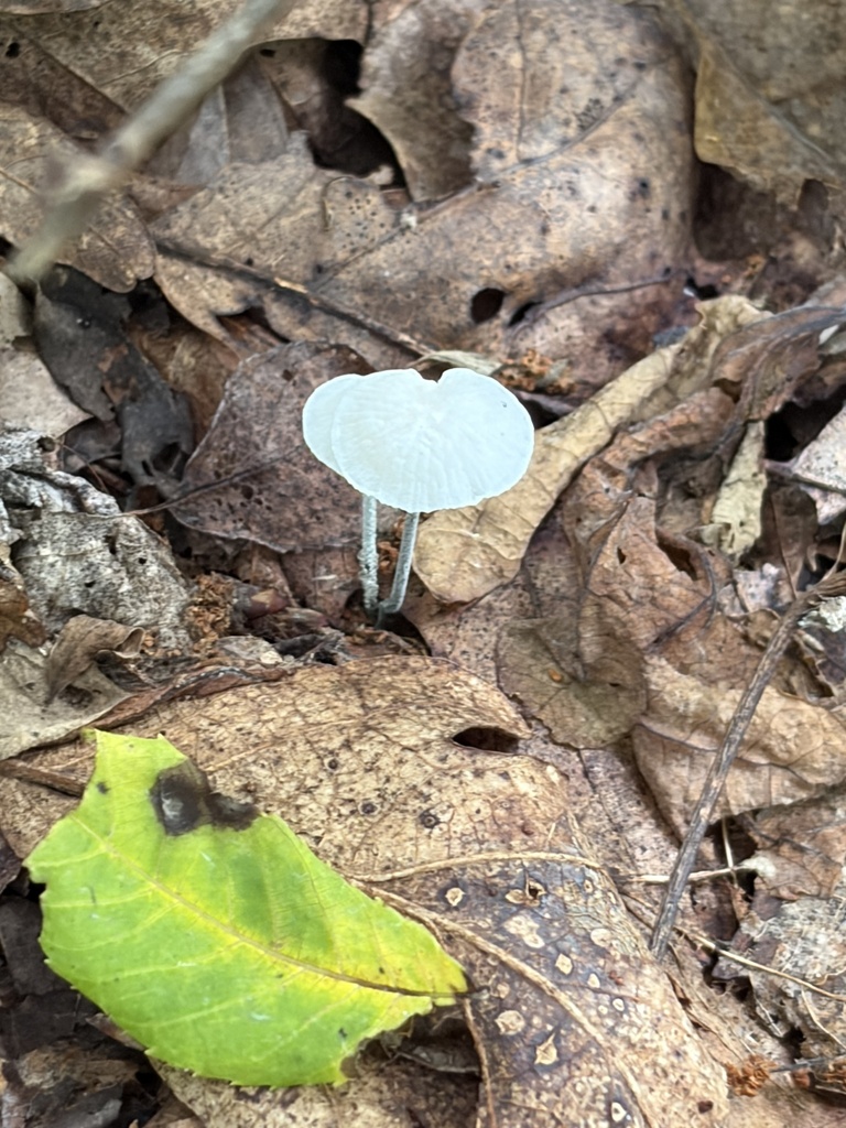 Black-stalked Marasmius · July 2026 · photo: Photo: (c) Julie Travaglini, some rights reserved (CC BY) · iNaturalist