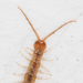 Garden Lithobius - Photo (c) Jon J. Laysell, some rights reserved (CC BY-NC), uploaded by Jon J. Laysell