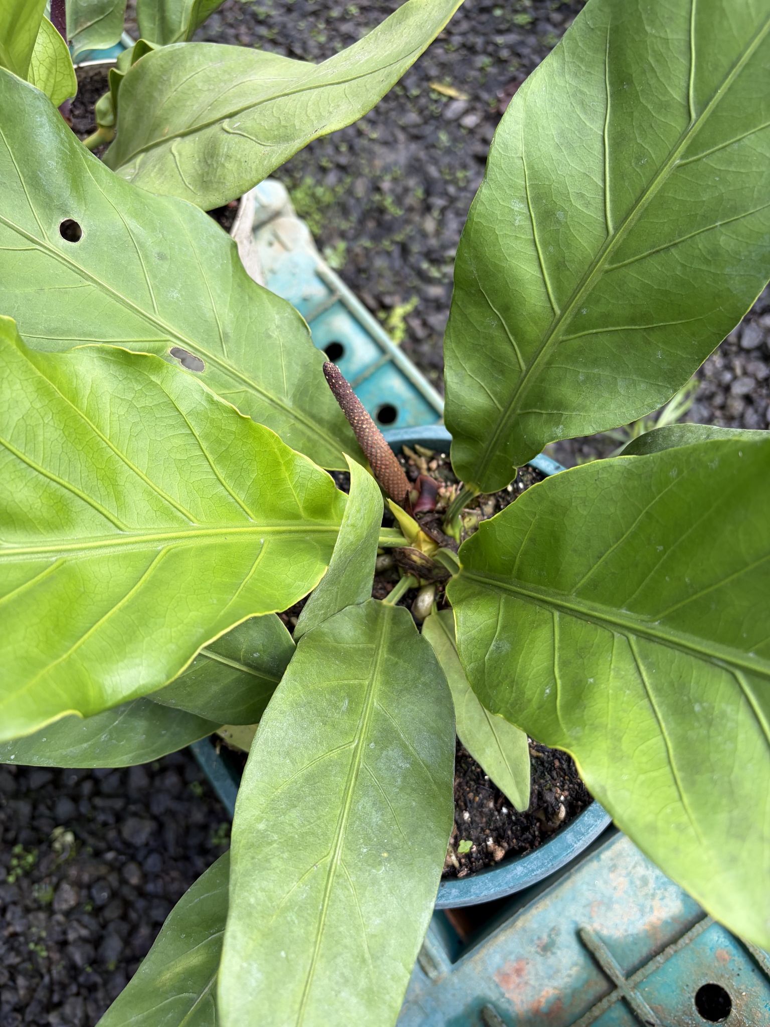 Anthurium plowmanii