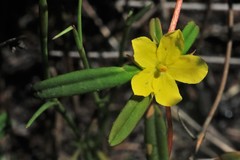 Hibbertia salicifolia