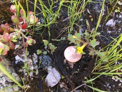 Erythranthe laciniata