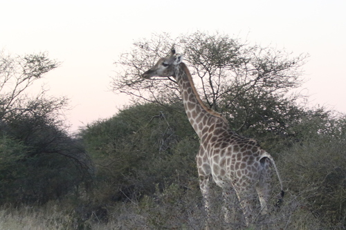 South African Giraffe