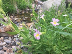 Erythranthe erubescens