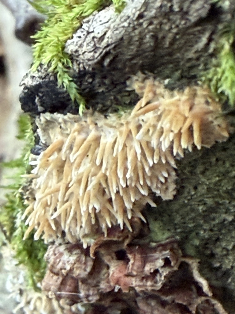 Asian Beauty · July 2026 · photo: Photo: (c) Julie Travaglini, some rights reserved (CC BY) · iNaturalist