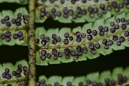 Dryopteris cycadina observed 2026-07-05