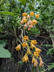 Dendrobium moschatum