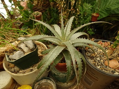 Dyckia fosteriana