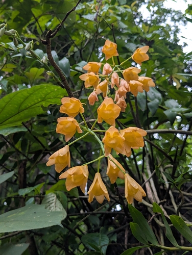 Dendrobium moschatum, photograph 2