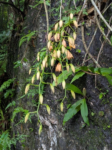 Dendrobium moschatum, photograph 3